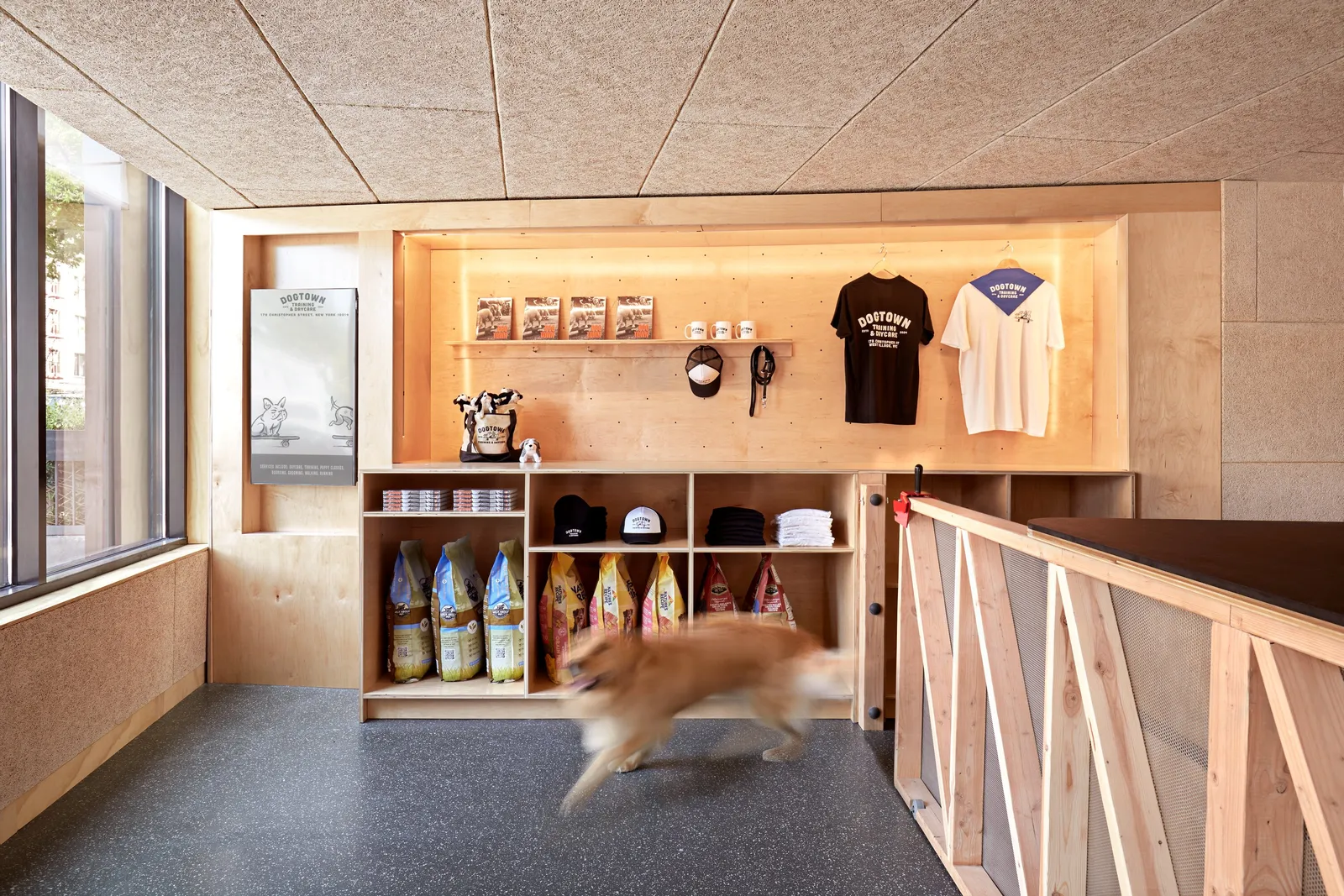 golden dog in motion near a wood shelving niche of dog food, caps and t-shirts, with a plywood counter and window