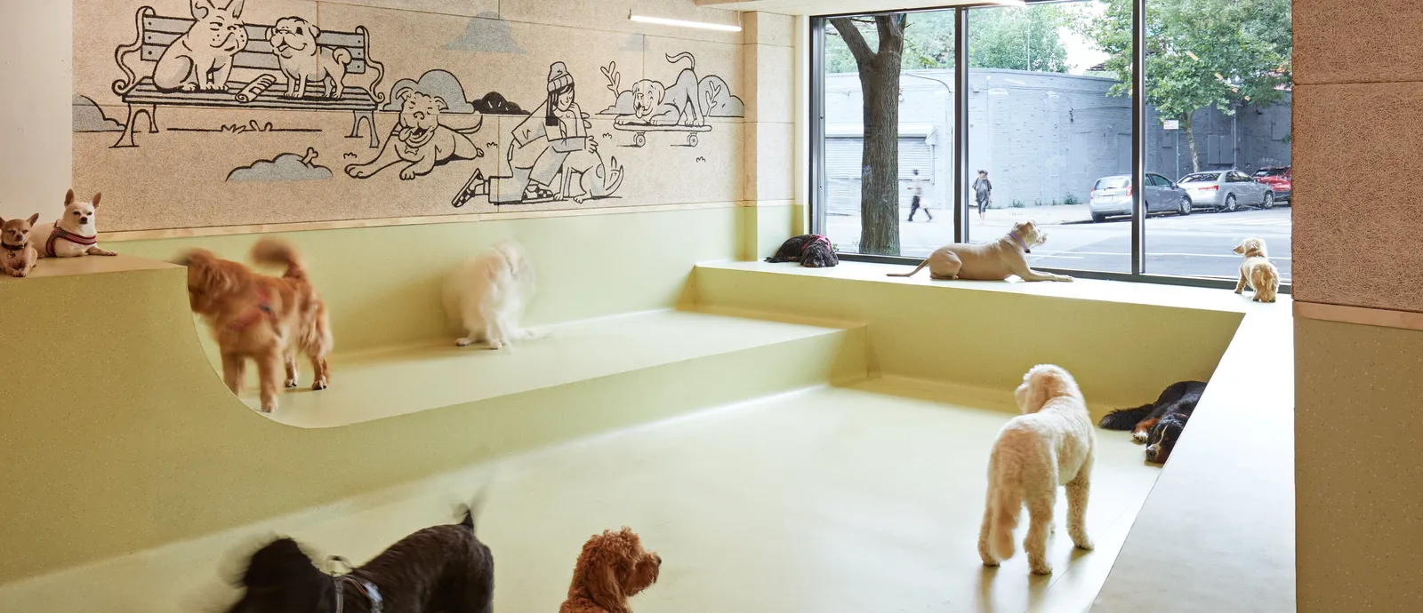 play room with a raised green ledge, drawn mural of dogs on benches, and many dogs under a large window