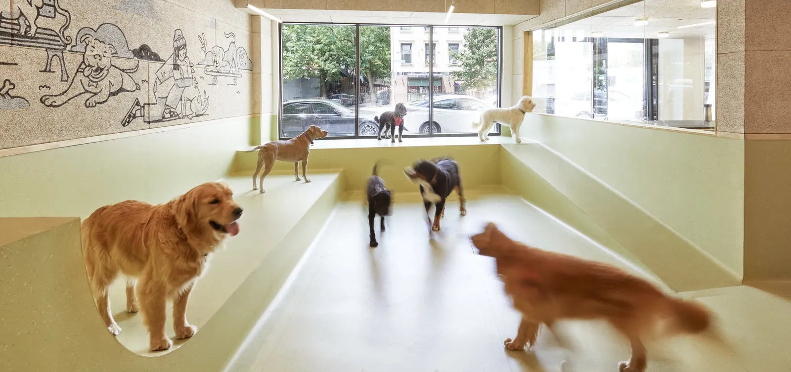 dogs on and around a stepped green platform, with the mural above and a street visible through the window