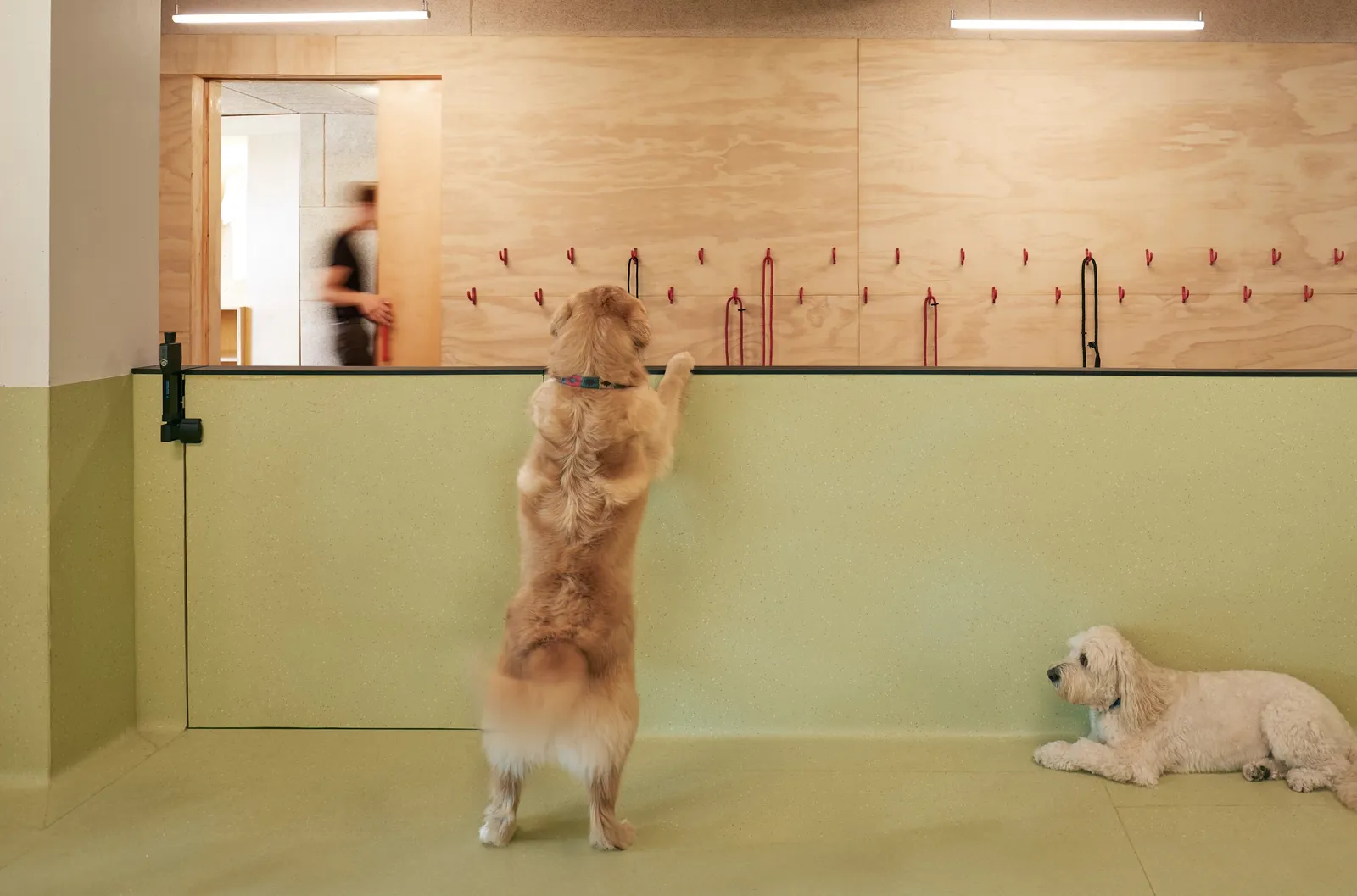 golden dog standing on hind legs against a low green wall under a row of red hooks, with a white dog lying beside