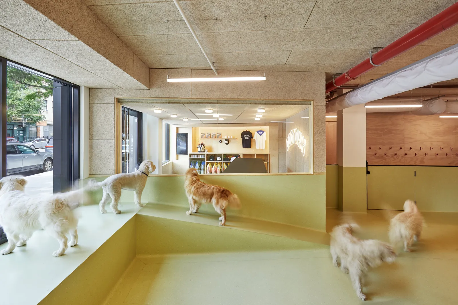 dogs on a green ledge beside a window with a view through to the retail area, red pipes overhead