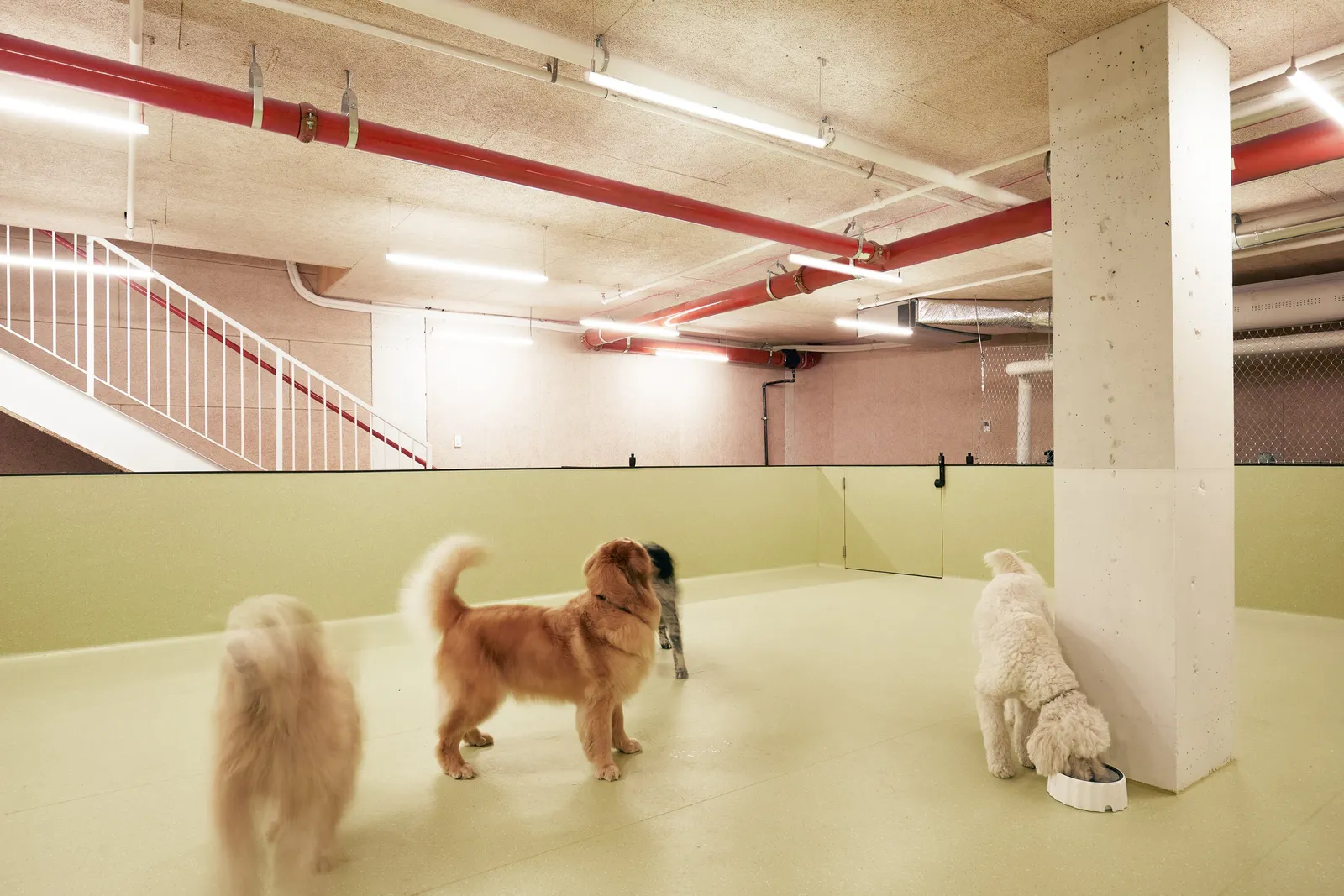 open green play room with a concrete column, red ceiling pipes, a white staircase, and several dogs