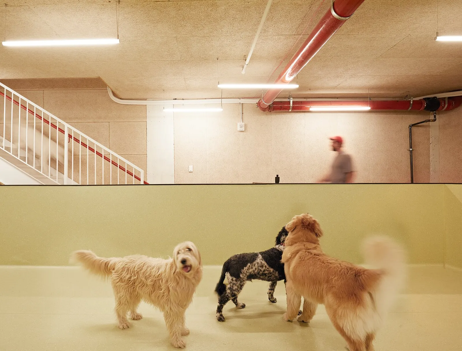 three dogs facing each other on the green floor, with a person walking on the upper level behind a wall