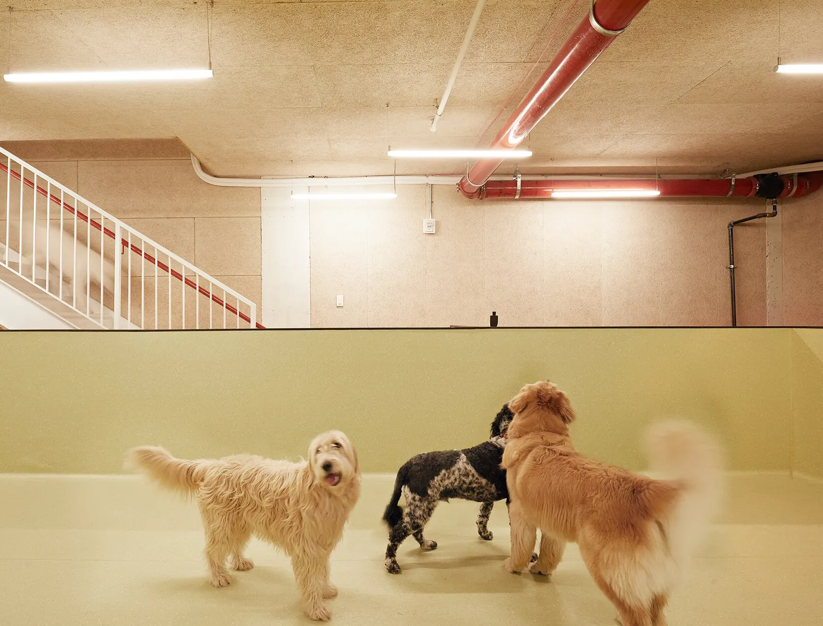 three dogs standing together in the play room, a white staircase and red pipe behind (wider crop of the previous view)