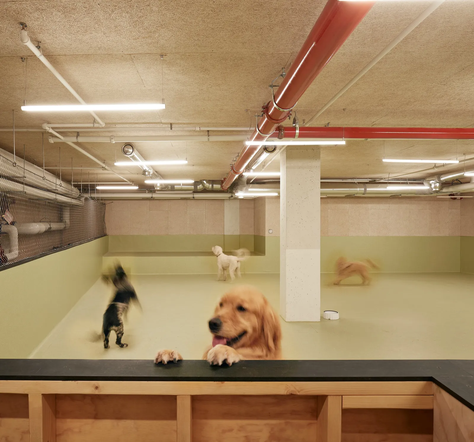 golden retriever resting its paws on a wood and black counter, with other dogs playing in the green room behind
