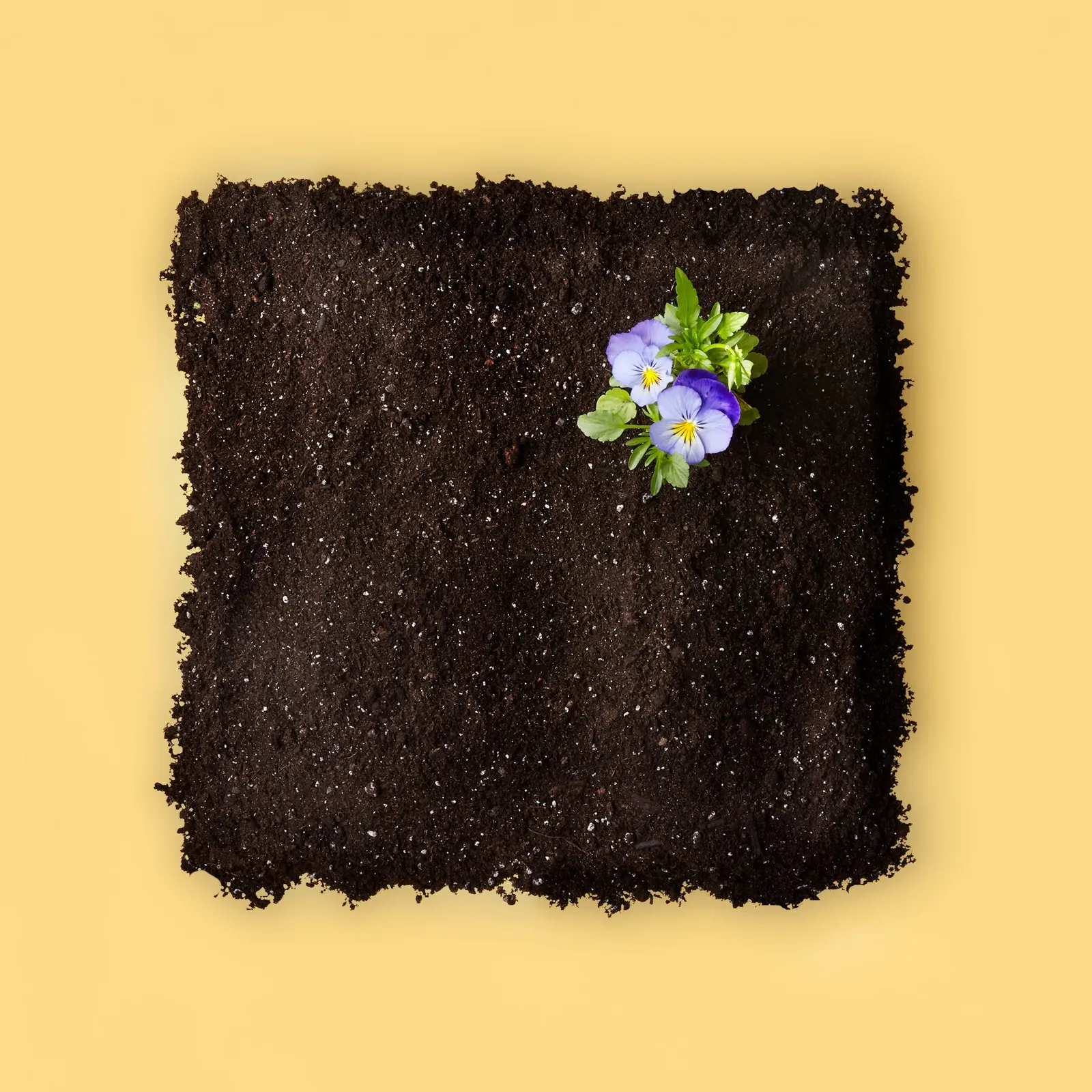 square patch of dark soil with a small cluster of purple and white pansies in one corner, on a pale yellow background