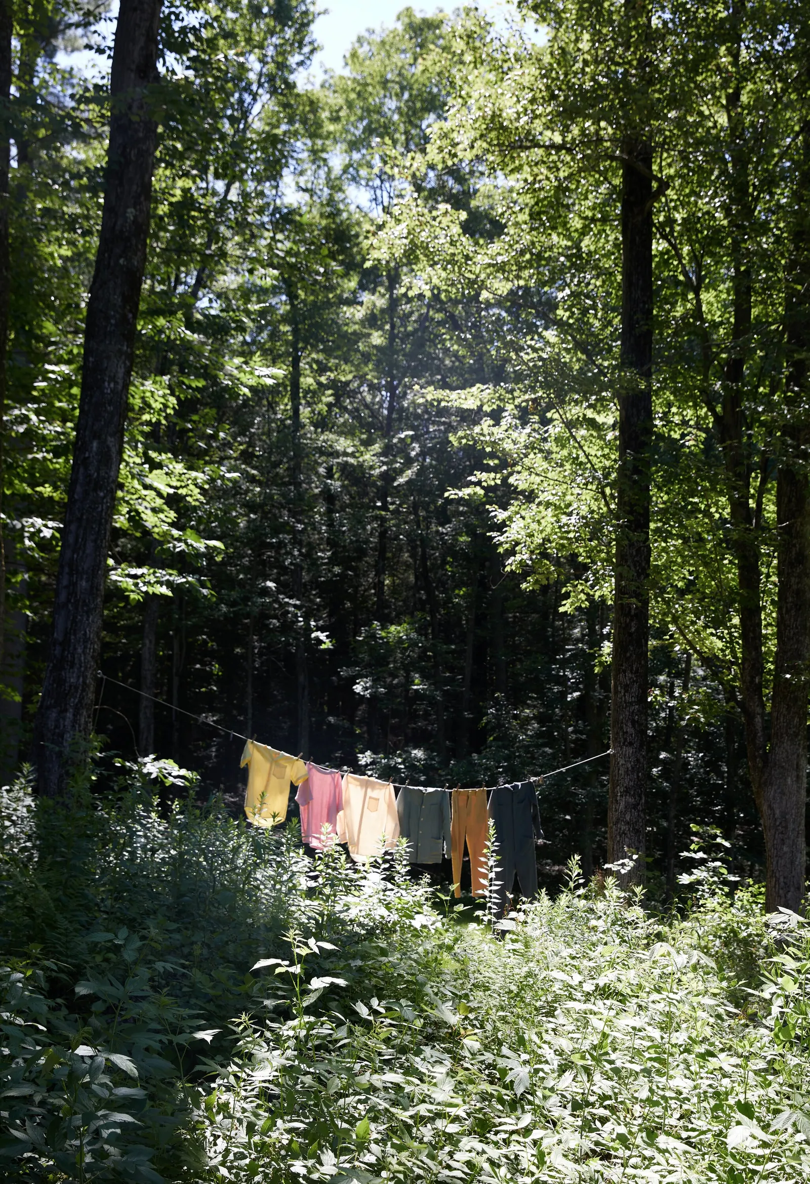 colorful shirts and trousers hung on a clothesline between tall trees in a sunlit forest clearing, with bright green undergrowth below