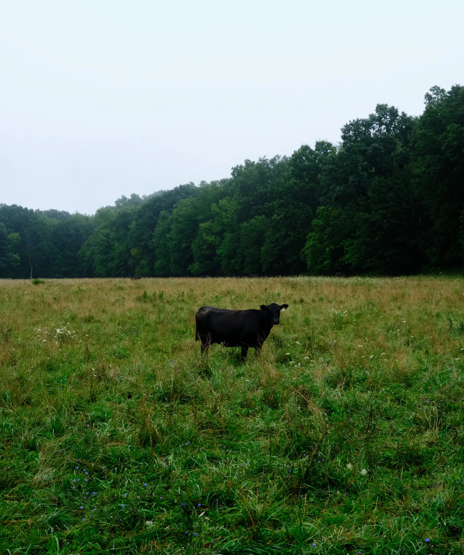 a single black cow standing in a wet green meadow, facing the camera, with a dark tree line under a pale gray sky