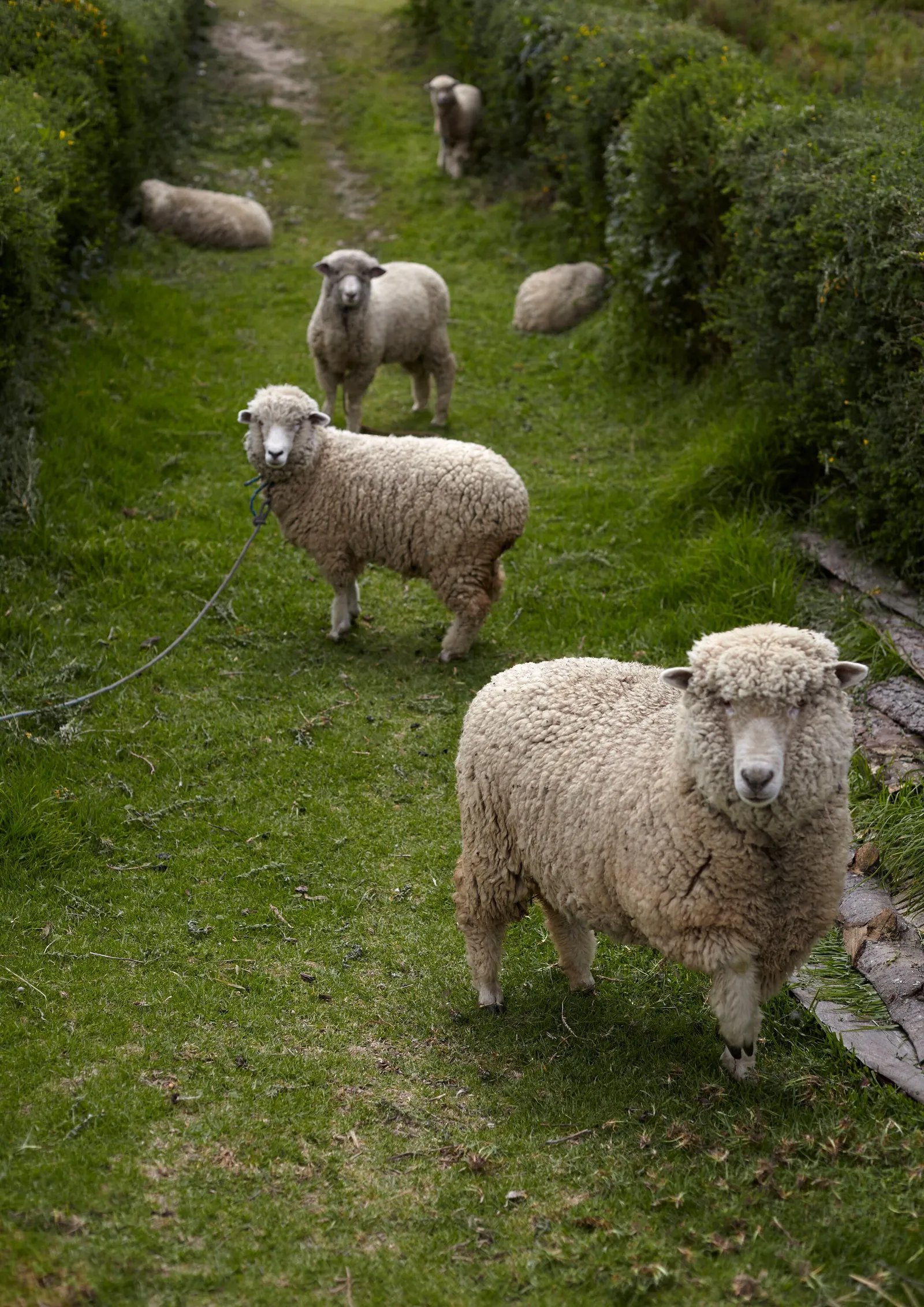several woolly sheep standing on a grassy path between hedges, the nearest one looking straight at the camera