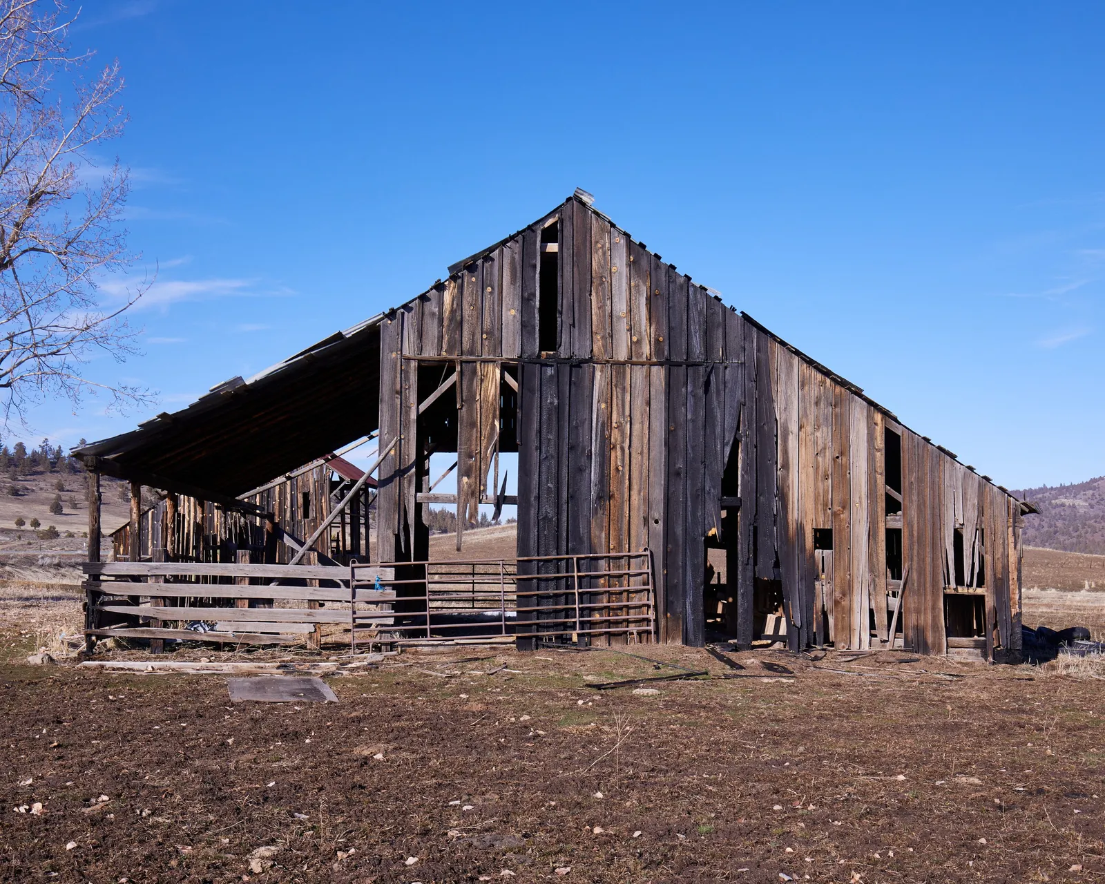 derelict barn with broken wall boards and a shed roof at left, a metal fence in front and a bare tree at the edge of the frame