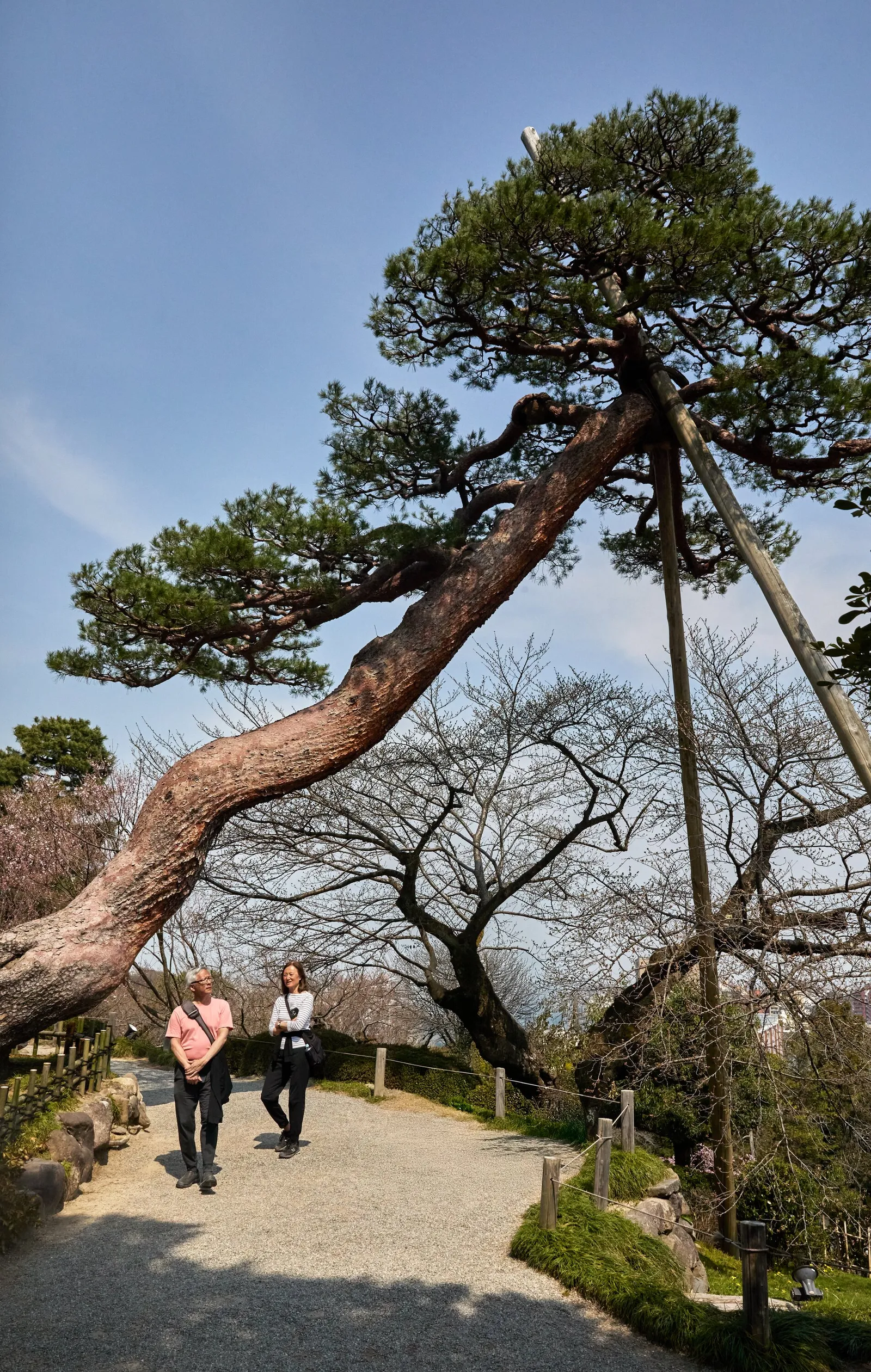 two people walking on a gravel path beneath a large leaning pine tree propped up by a pole, with bare trees and blue sky behind