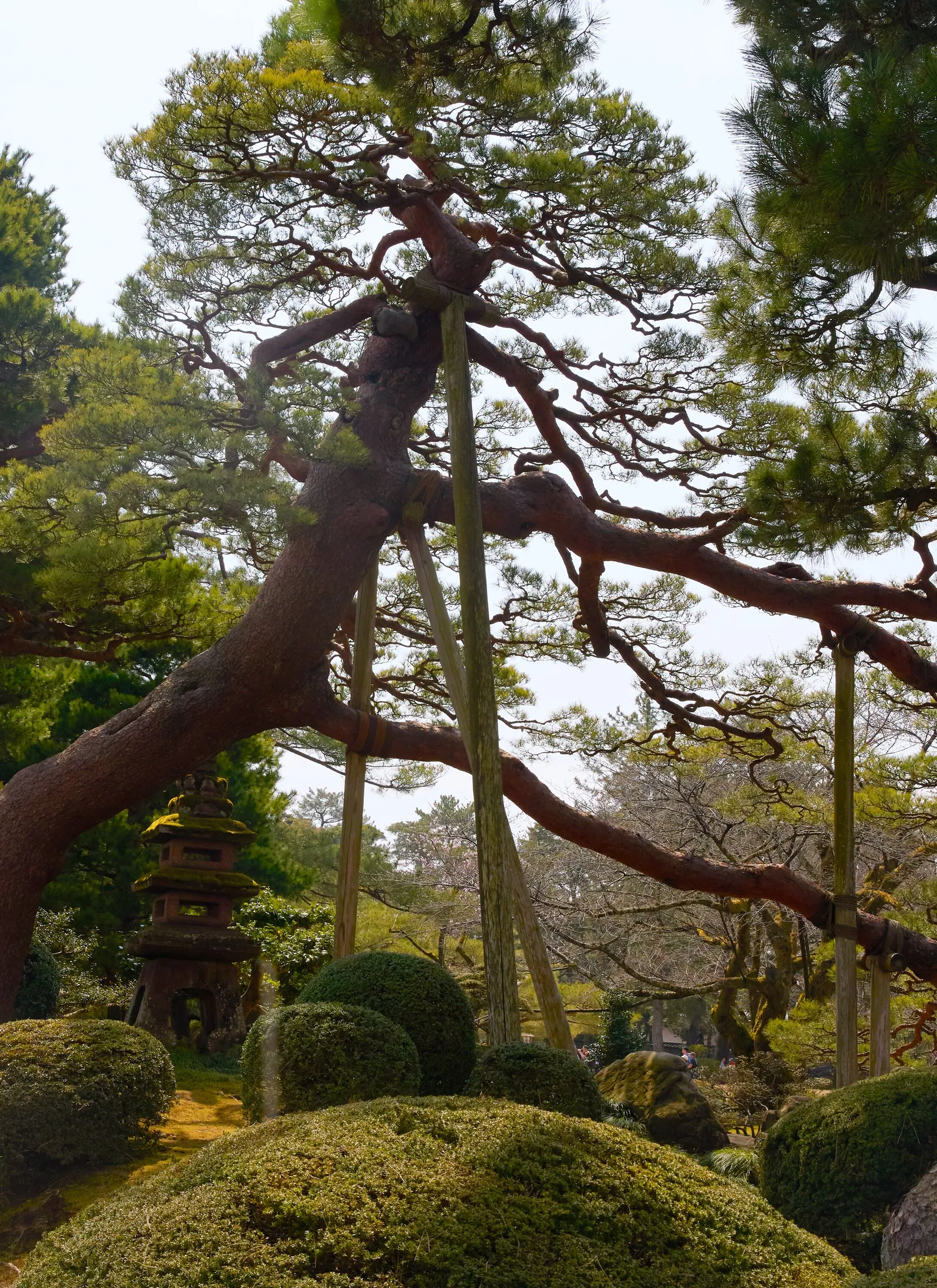 a pine tree with long twisting branches held up by wooden poles above rounded moss-covered shrubs, with a stone lantern at left