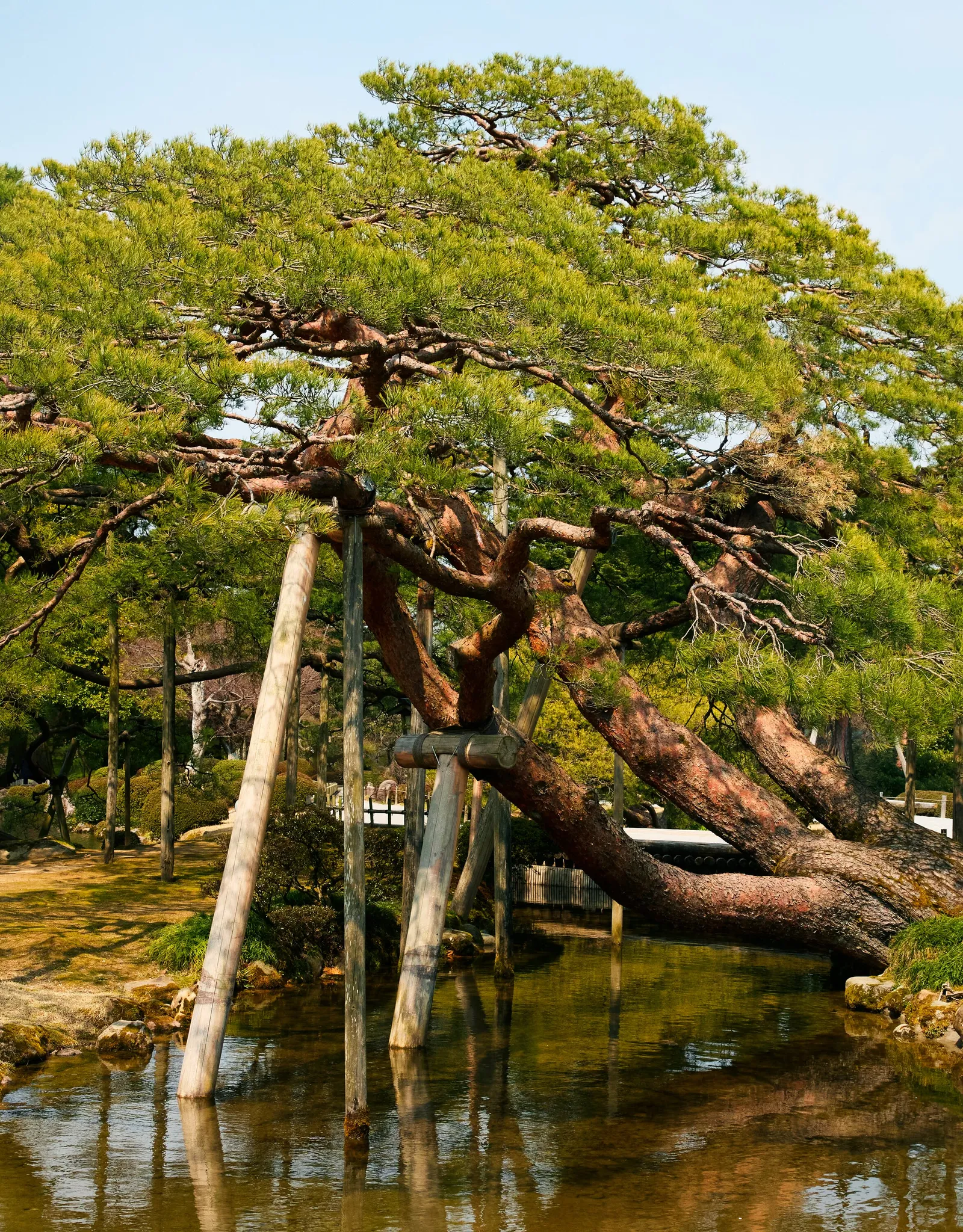 a pine tree propped by wooden poles over a still pond, its branches reflected in the water